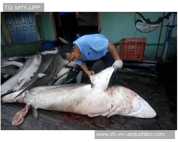 深海猎手与海洋探险者的对决鲨鱼与人类之间的生存博弈